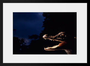 PHOTOBAY - les dents de la nuit - Photographie
