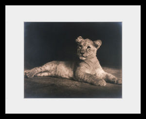 PHOTOBAY - lion cub - Photographie
