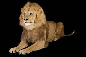 MASAI GALLERY - lion d'asie - Animal Naturalisé