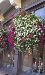 Windowflowers -  - Suspension Pot De Jardin