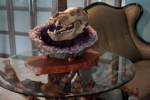 ANNSUS -TAKE A LOOK * FOSSIL-ART -  - Decorative Skull