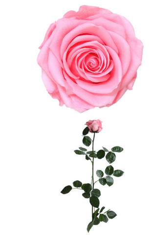 Verdissimo - Stabilisierte Blume-Verdissimo-Rose à tige Premium