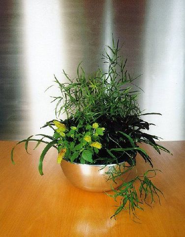 Plantlife - Planta natural de interior-Plantlife